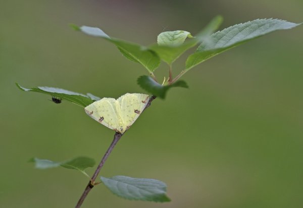 opisthograptis luteolata