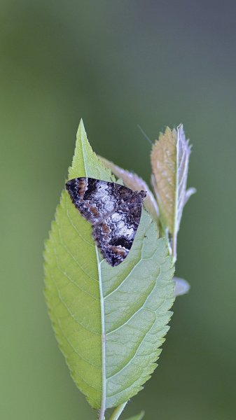 Chloroclysta truncata