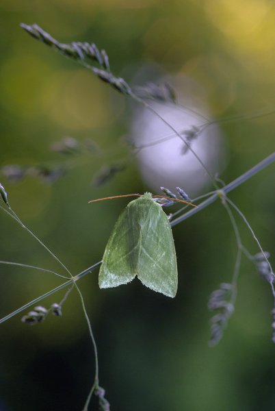 Челночница буковая / Pseudoips prasinana (Linnaeus, 1758)