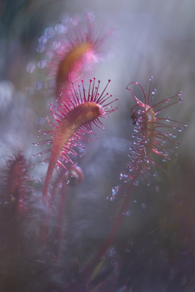 Plants and mushrooms