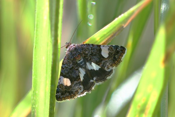 IMG_1040-1  Tyta luctuosa  - пятнистая совка тёмная
