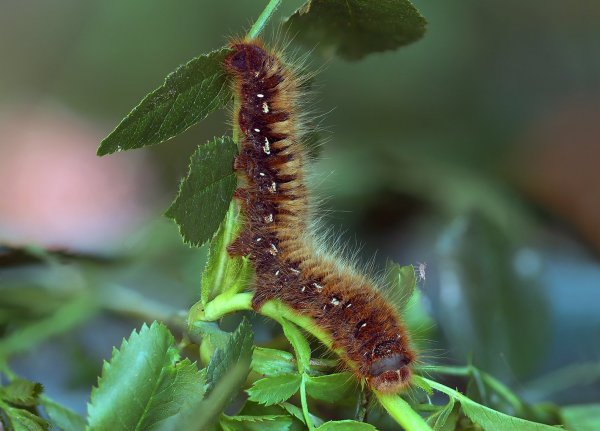 IMG_1300-1 Гусеница. Коконопряд травяной ( Euthrix potatoria )