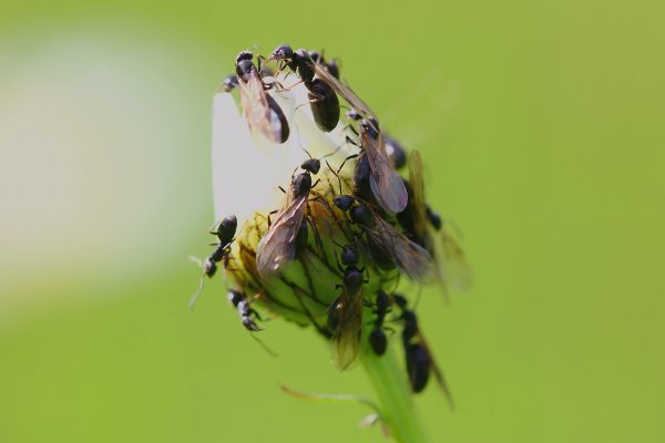 IMG_1386-1  Муравьиные матки с крыльями