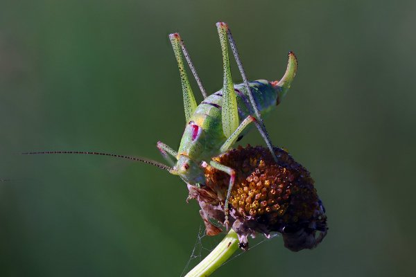 IMG_1441-1 Восточный пилохвост