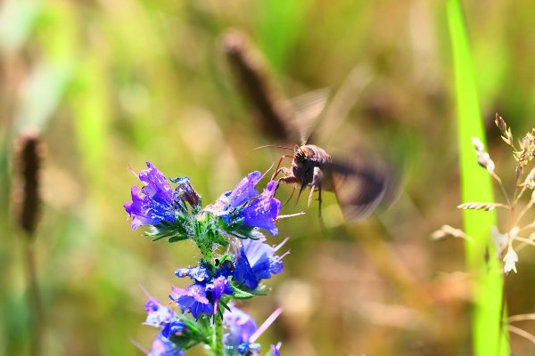 IMG_1759-1  Совка металловидка гамма