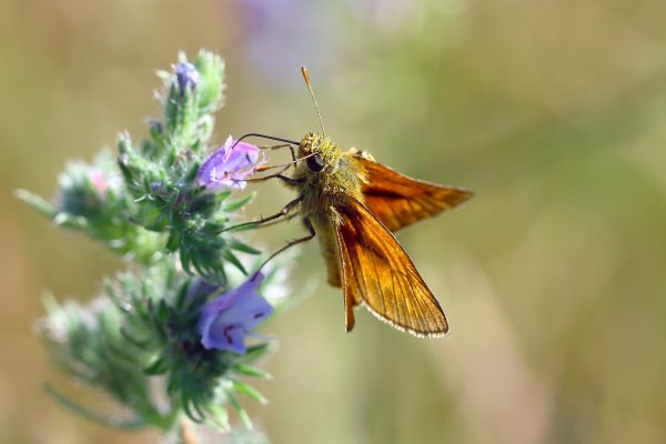 IMG_1829-1  Толстоголовка-лесовик (Ochlodes sylvanus) на цветке синяка