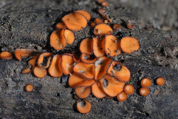 IMG_1871-1   Аскомицет скутеллиния щитовидная scutellinia scutellata  Пецициевые (Pezizales)