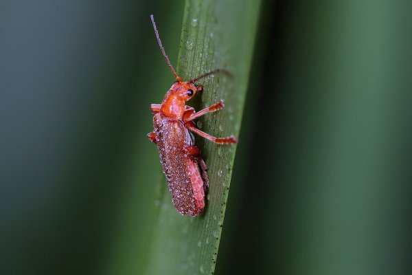 IMG_2060-1  Мягкотелка рыжая rhagonycha fulva