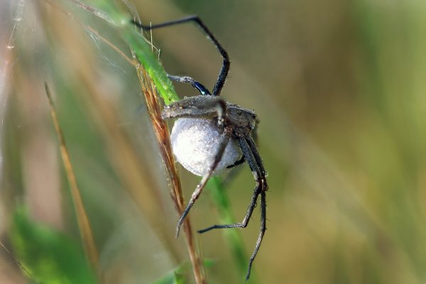 IMG_2424-1  Пизаура удивительная Мама