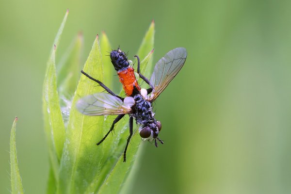 IMG_2442-1  Ежемухи тахины Cylindromyia brassicaria