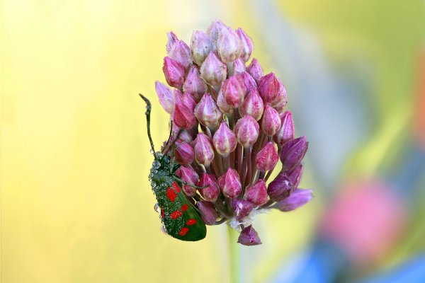 IMG_2525-1 Пестрянка таволговая zygaena filipendulae