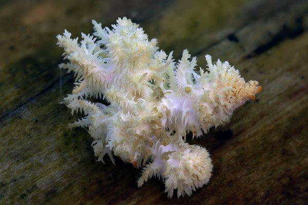 IMG_2900-1 ежовик коралловидный hericium coralloides