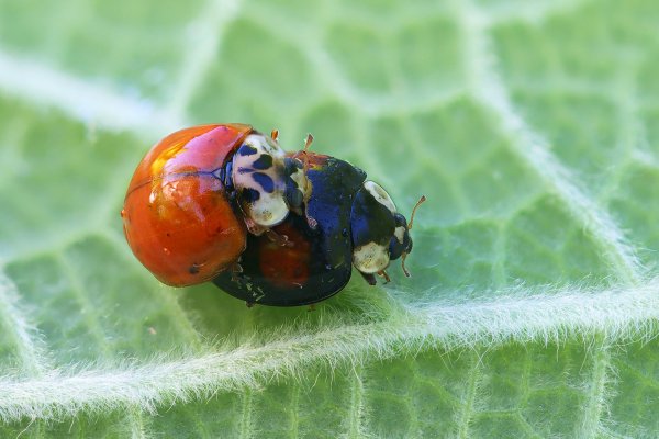 IMG_2992-1  Арлекин или азиатская божья коровка.