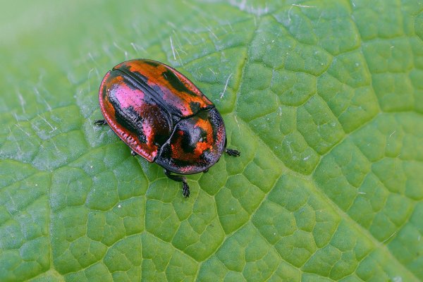 IMG_3090-1 копия  Листоед щитоноска Pilemostoma fastuosum