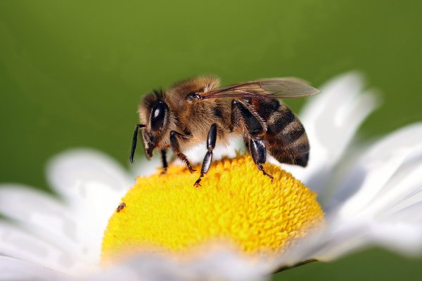 IMG_3232-1  apis mellifera carnica пчела