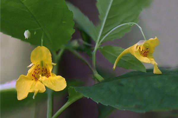 IMG_3333-1  Недотрога обыкновенная impatiens  noli-tangere-бальзамин