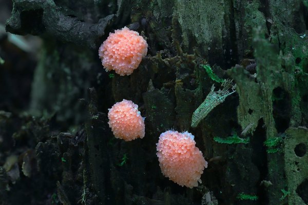IMG_3535-1  Тубифера ржавая Tubifera ferruginosa