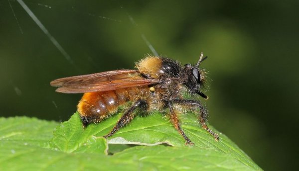 IMG_4211 Ляфрия рыжая Laphria flava .JPG