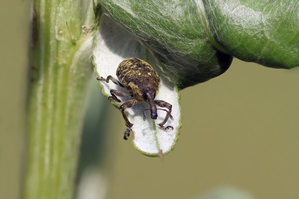 IMG_4242-1  Ларинус плоский Фабрициус Larinus planus Fabricius