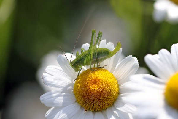 IMG_4737-1 Tettigonia cantans (Fuessly, 1775) - Кузнечик певчий