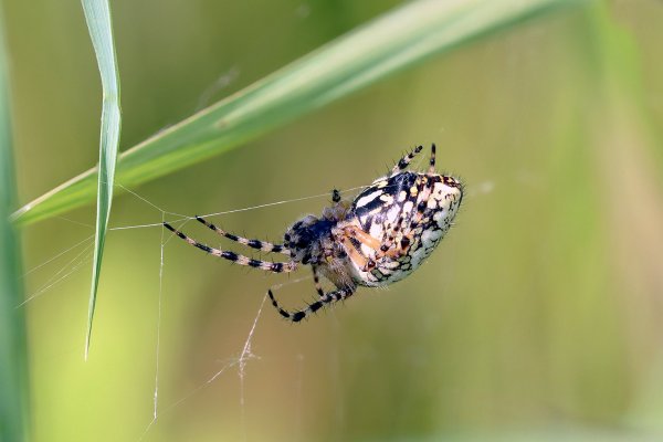 IMG_4818-1   Araneus diadematus (Садовый паук)