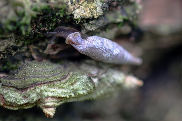 IMG_4848-1 Улитка (Macrogastra plicatula)