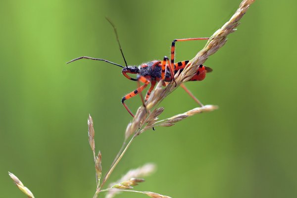 IMG_5424-1 Клоп хищнец rhynocoris iracundus
