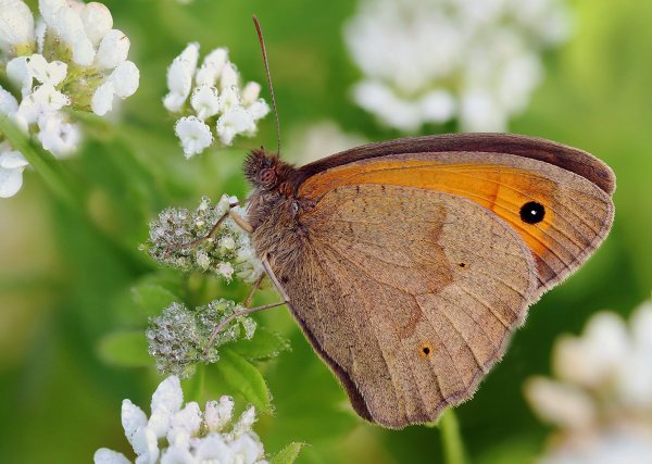 IMG_6262-1  Сенница обыкновенная (лат. Coenonympha pamphilus)