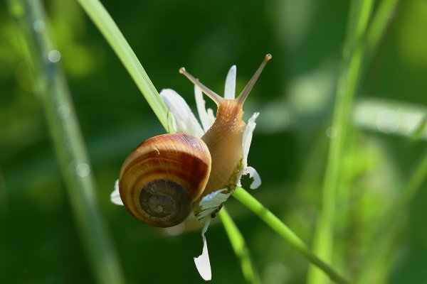 IMG_6873-1 виноградная улитка
