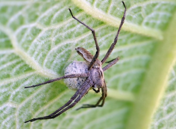 IMG_6969-1 Пизаура удивительная pisaura mirabilis