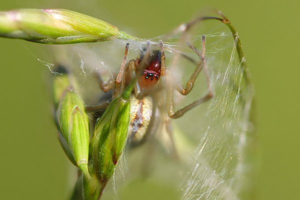 IMG_7733B-1  Желтосумный колющий паук (лат. Cheiracanthium punctorium)