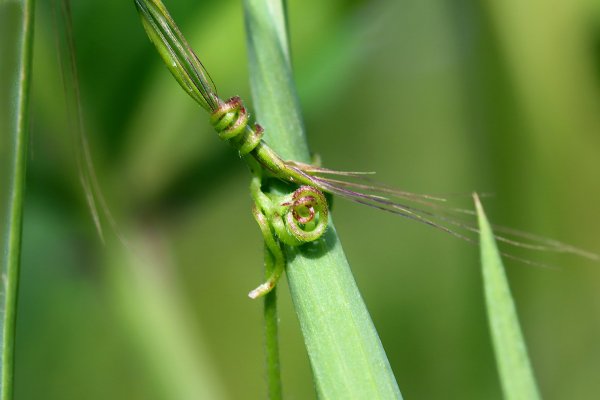 IMG_8165-1 копия Очень сильно запутанные (закрученные) взаимоотношения