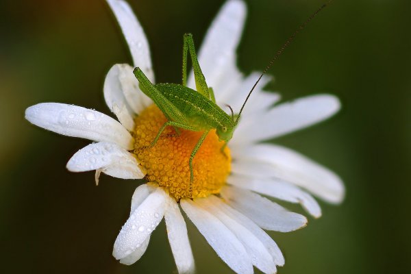IMG_8282-1   Poecilimon intermedius - Пилохвост восточный