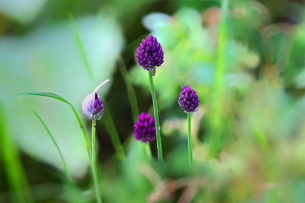 IMG_8343-1  Лук круглый (Allium rotundum).