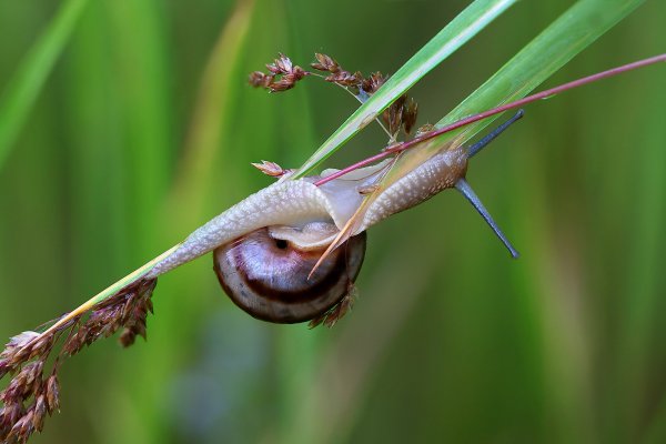 IMG_8424-1  Кустарниковая улитка (Fruticicola fruticum)