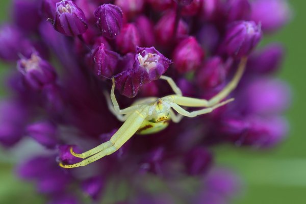 IMG_8626-1  Краб-паук аллиум Crab spider allium