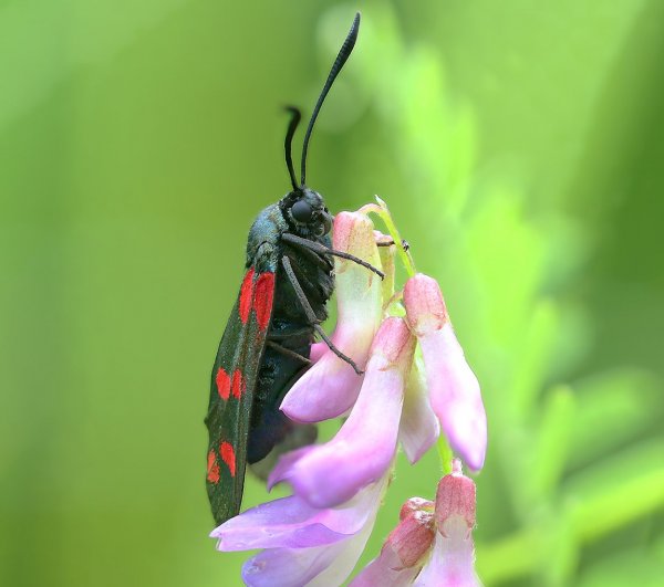 IMG_8844-1  Пестрянка таволговая zygaena filipendulae