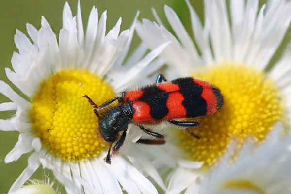 IMG_9119-1  Пчеложук Trichodes apiarius