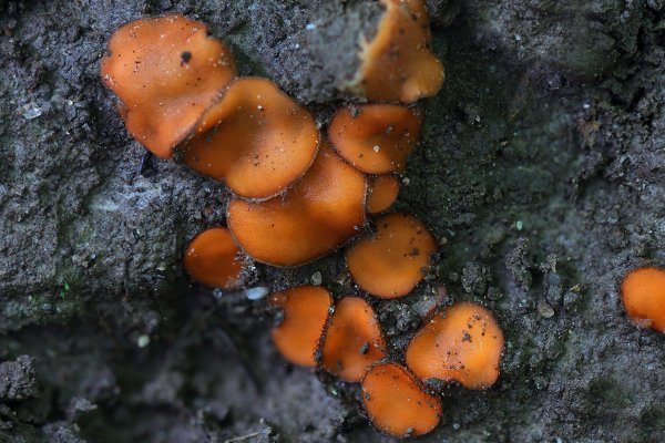 IMG_9323-1 Аскомицеты, скутеллиния  щитовидная  scutellinia scutellata,