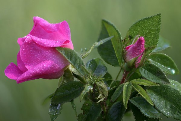 IMG_9441-1  Шиповник rosa canina