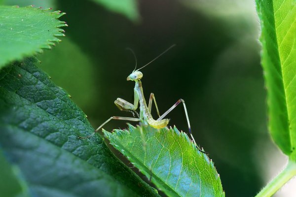 Animal