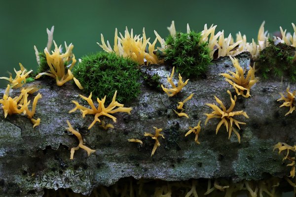 IMG_9966-1  Калоцера клейкая calocera viscosa