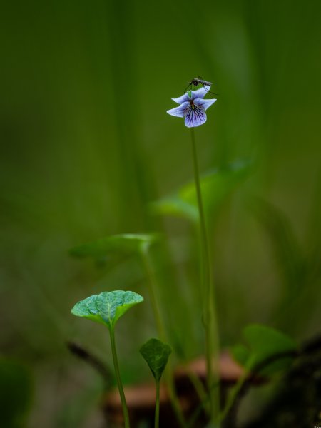 Фиалка болотная (Viola palustris)
