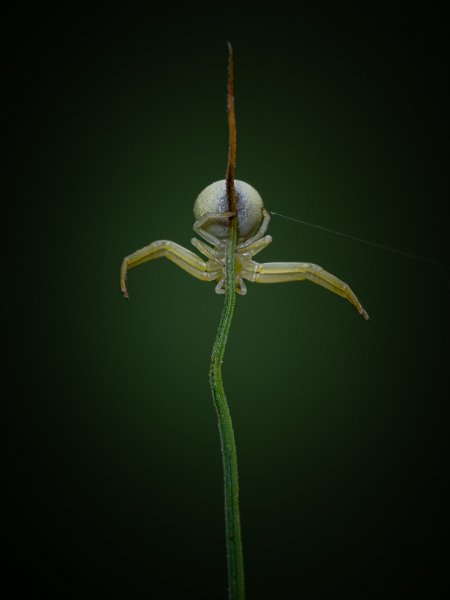 Animal