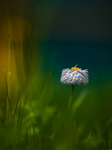 Маргаритка многолетняя (Bellis perennis)