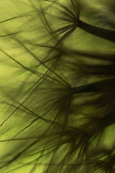 Taraxacum.3
