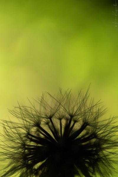 Taraxacum.1