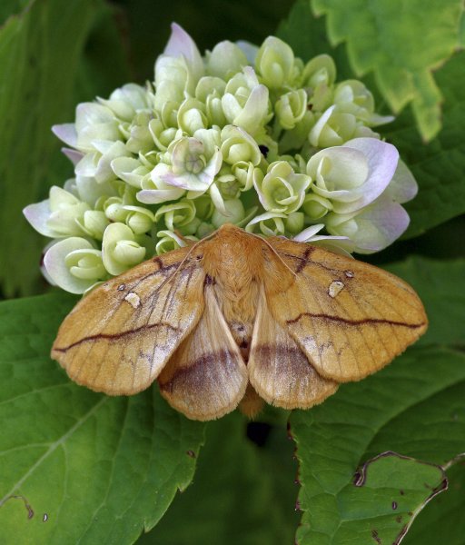 Коконопряд травяной / Euthrix potatoria (Linnaeus, 1758)