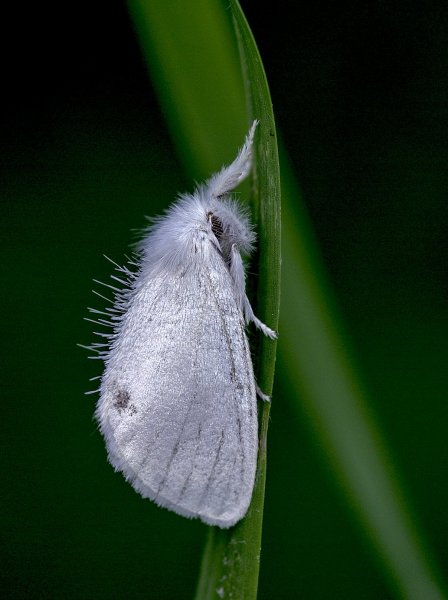 Желтогузка / Euproctis similis (Fuessly, 1775)
