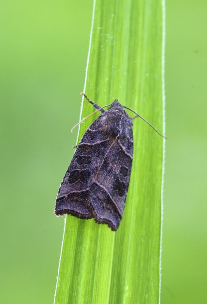 Совка острокрылая ивовая / Ipimorpha retusa (Linnaeus...)